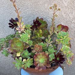 Beautiful Mixed Succulent Plant