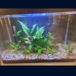 20 Gallon Fish Tank 