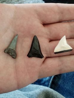 Shark tooth