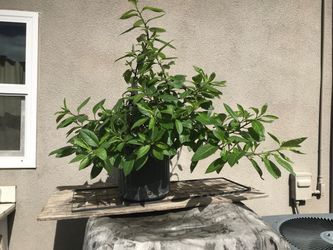 Plant. Insulin beautiful plant. $10