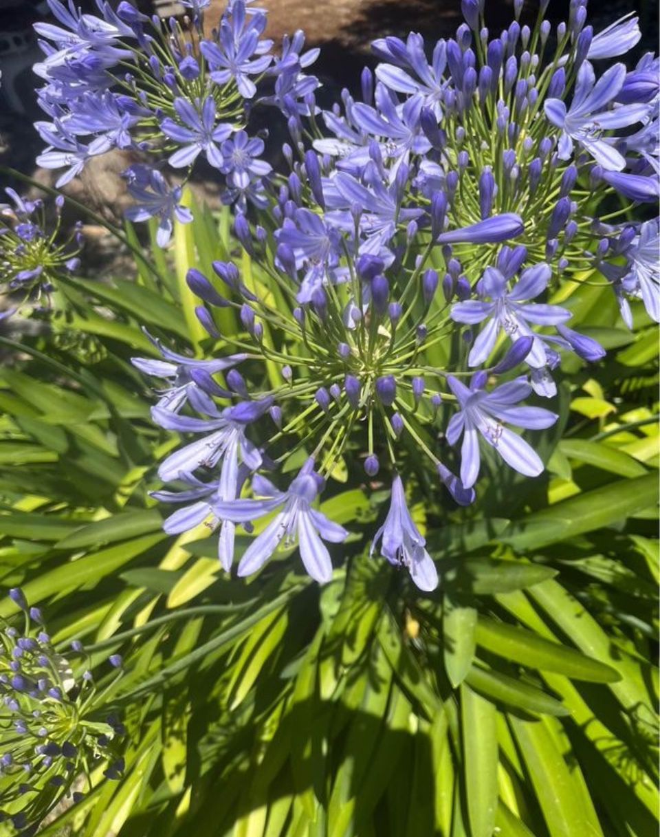 Huge agapanthus plants (40+ year old clumps) potted in 30 gallon pot 