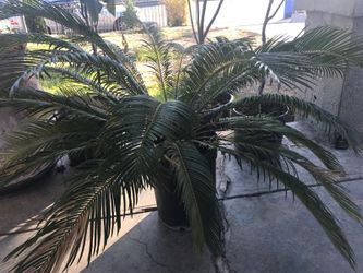 Pine tree