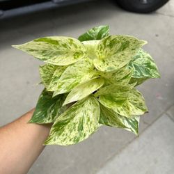 4” snow queen pothos 