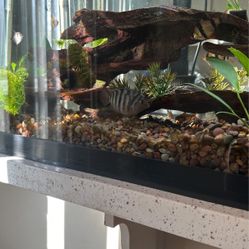 Convict Cichlid Fish Only 