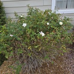FREE Flower Shrubs