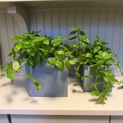 2 Modern square concrete pots with live trailing plants