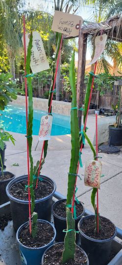 American Beauty Dragon Fruit