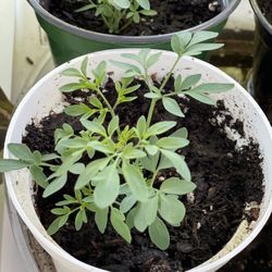 Ruda/Rue baby Plant Starter In 4 Inches Pot