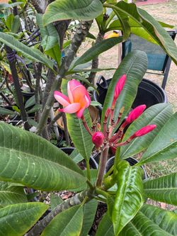 Plumeria