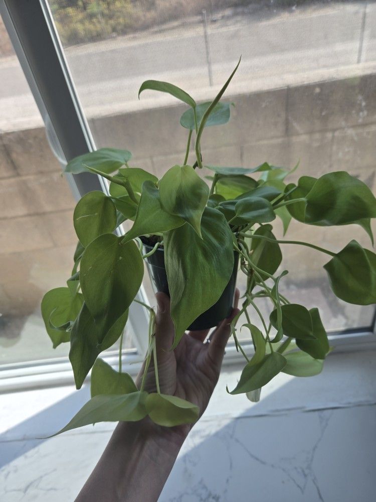 Plant