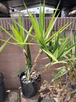 Yacca Plant