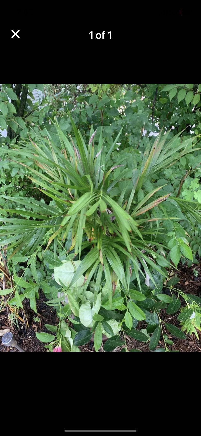 Cat Palm Tree Plant!! $12!!