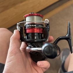 Shimano Sienna