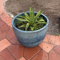 Planta Falso Agave Con Su Maseta 