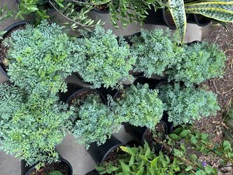 Ruda plants 15$ each