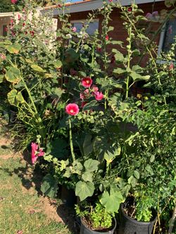 So many different plants Garden Sanctuary Patio available for sale