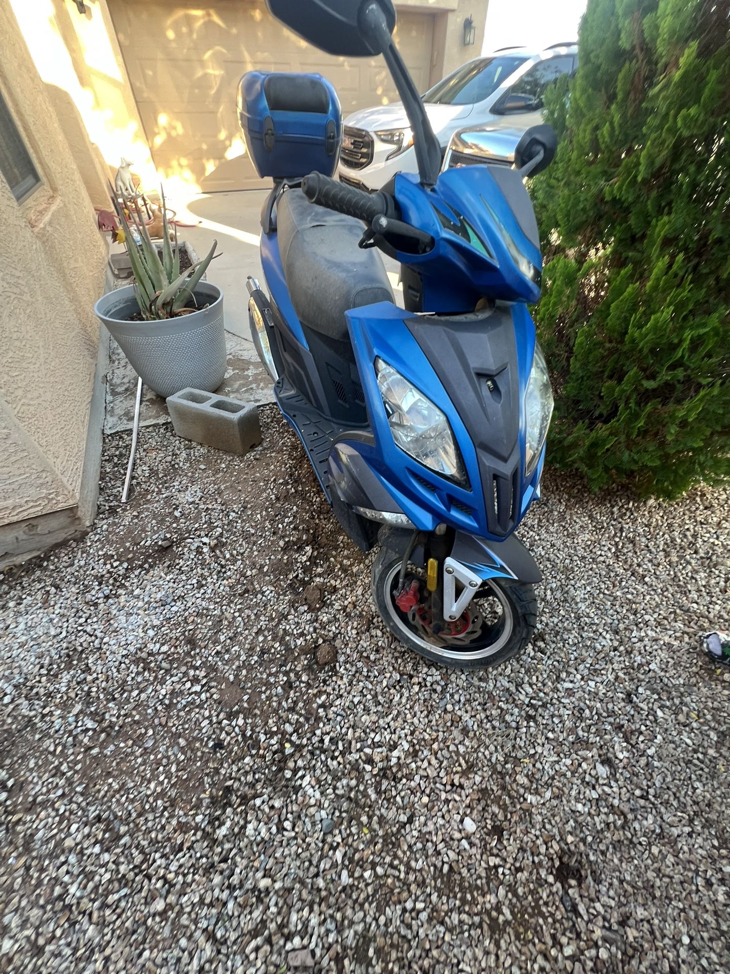 Scoter