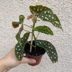 Beautiful Begonia Maculata Plant