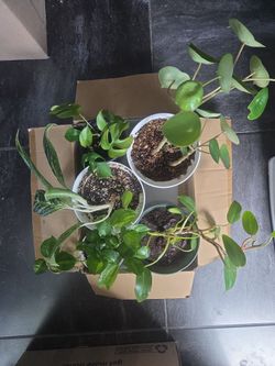 Indoor house plant bundle