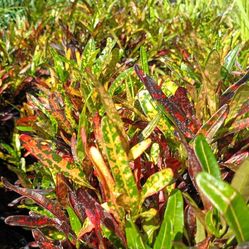 CROTON PRIVACY HEDGE PLANTS 3GL 🧡$8