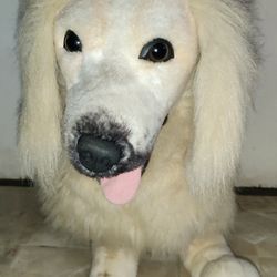 Big Stuffed Labrador Dog