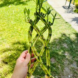 Trellis Lucky Bamboo Indoor Live Plant $5/each 