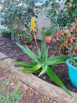 ALOE VERA PLANTS
