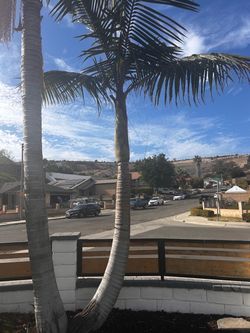 Mature Palm Tree