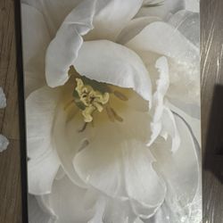 Nice Flower Picture 