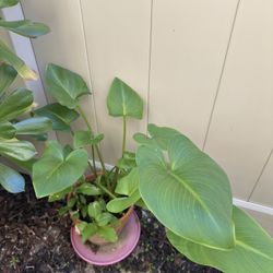 Beautiful Plant For Sale