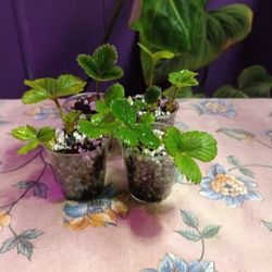 Little Bundle Of Strawberry Starts 