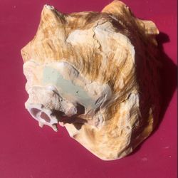 Authentic Caribbean Conch Shell Horn 7-10 Inches 