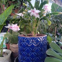 Plants Captus Navideño  En Maseta De Ceramica