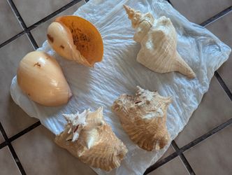 Large Real Natural Sea Shells Conch 
