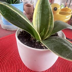 Bird’s Nest Snake Plant indoor