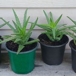 Aloe Succulent Plants 🪴 $4 Each
