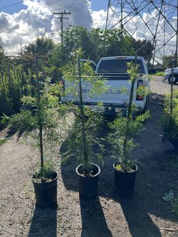 5 gallon Podocarpus 