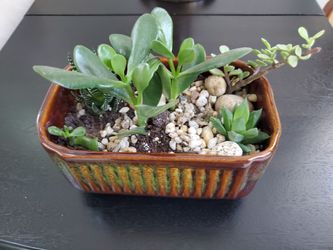 Succulent dish garden