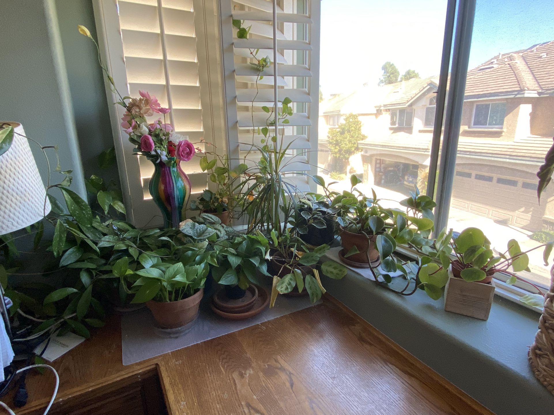 10 Plants pickup today!