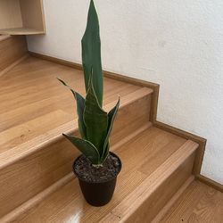 Tall snake plant