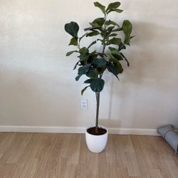 Target Magnolia Tree