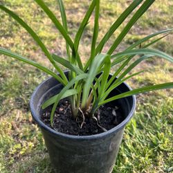  Lilies produce yellow flowers.