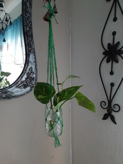 Handing golden pothos