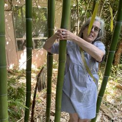 Bamboo