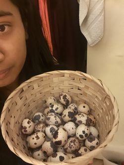 Quail eggs for sale