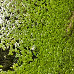 Cup Of Duckweed