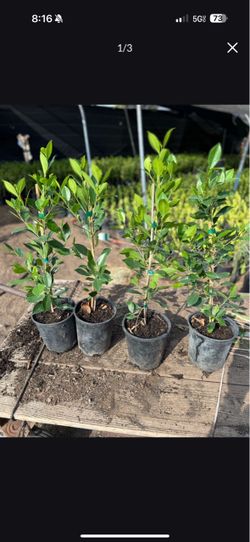 Ficus Nitida Trees For Privacy Hedges - 1 Gallon