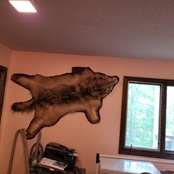 Wolf Hide