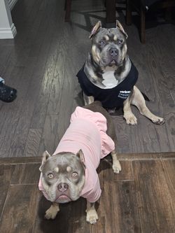 Dog Clothing Pups To Adults