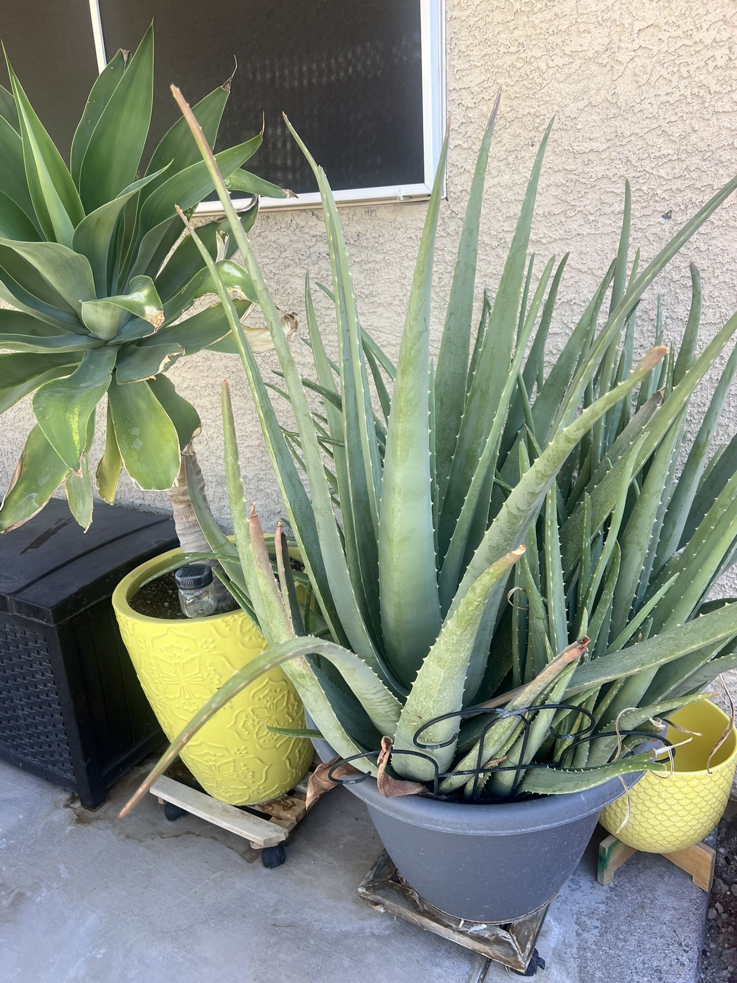 Outdoor Aloe Vera Oversized  Plant/Pot $40